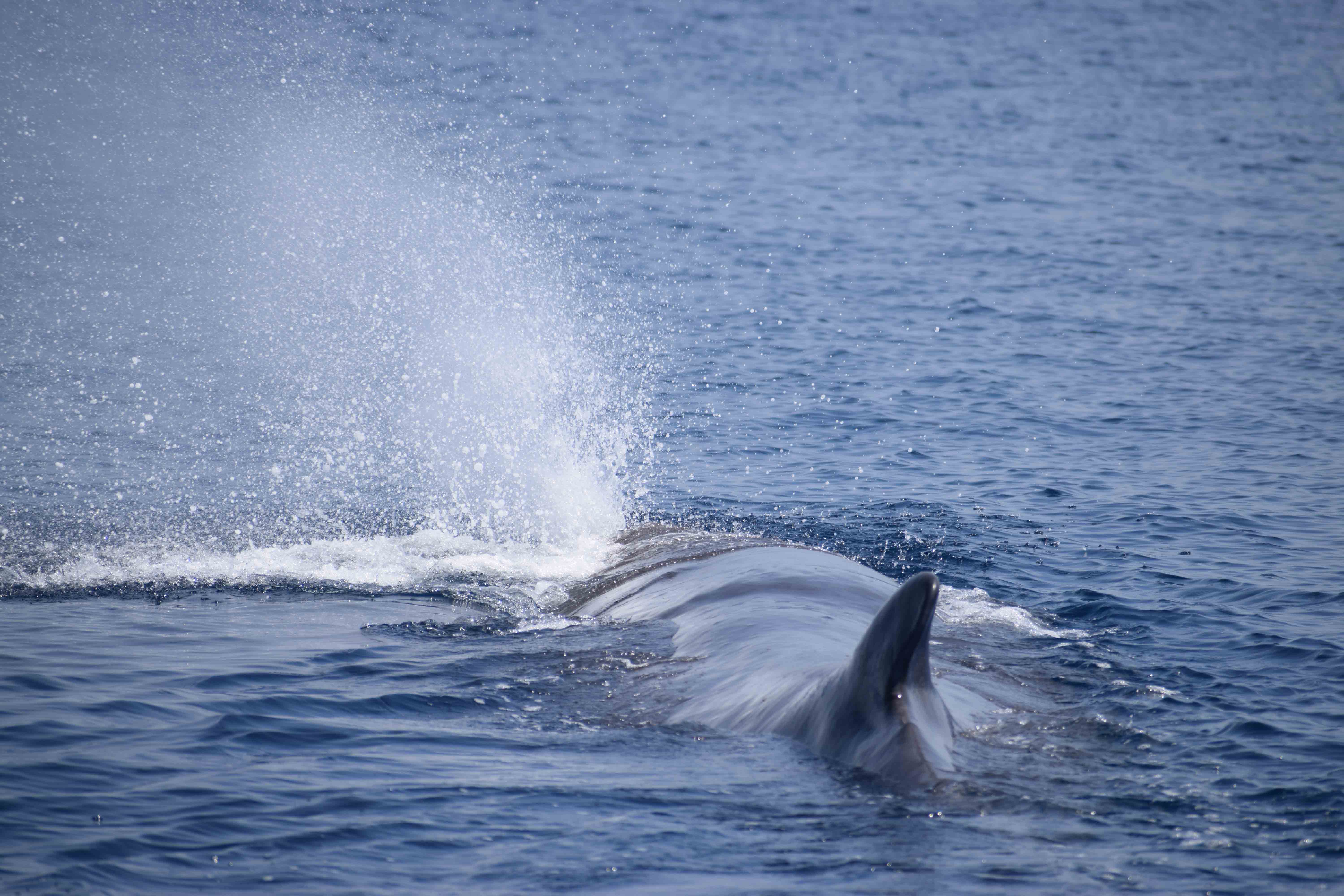 Capodoglio - Sperm whale