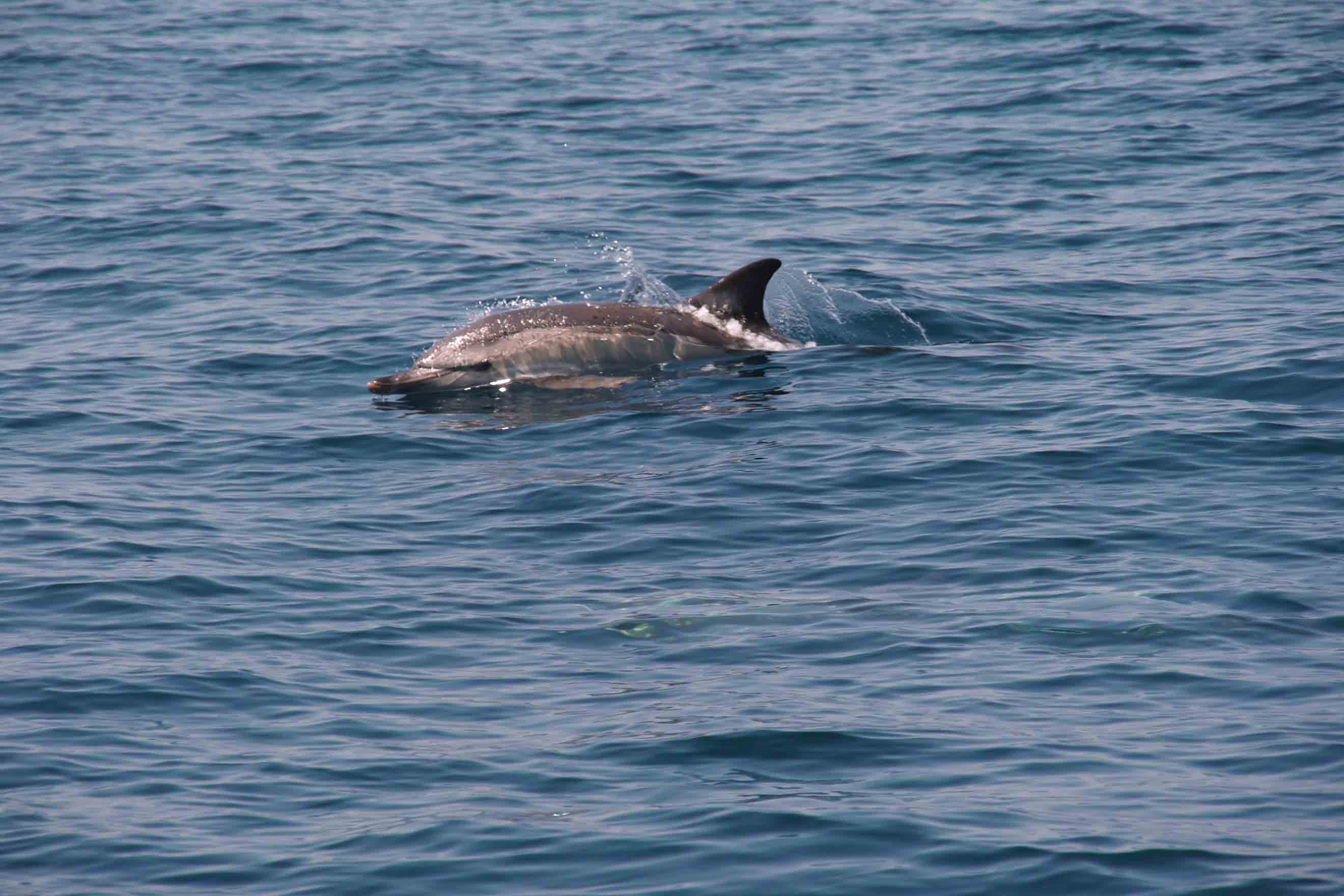 Delfino comune - Short-beaked common dolphin