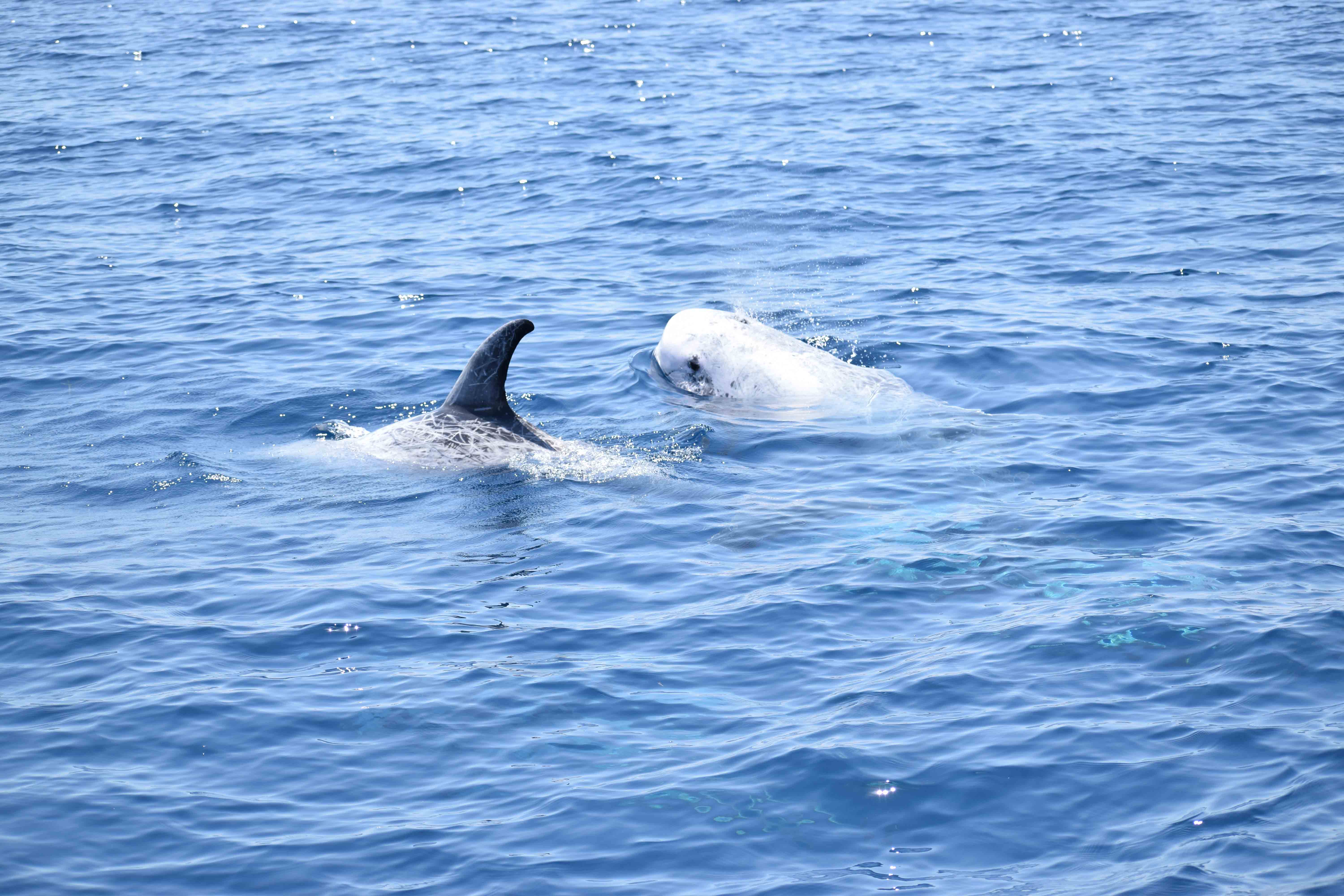 Grampo - Risso's dolphin