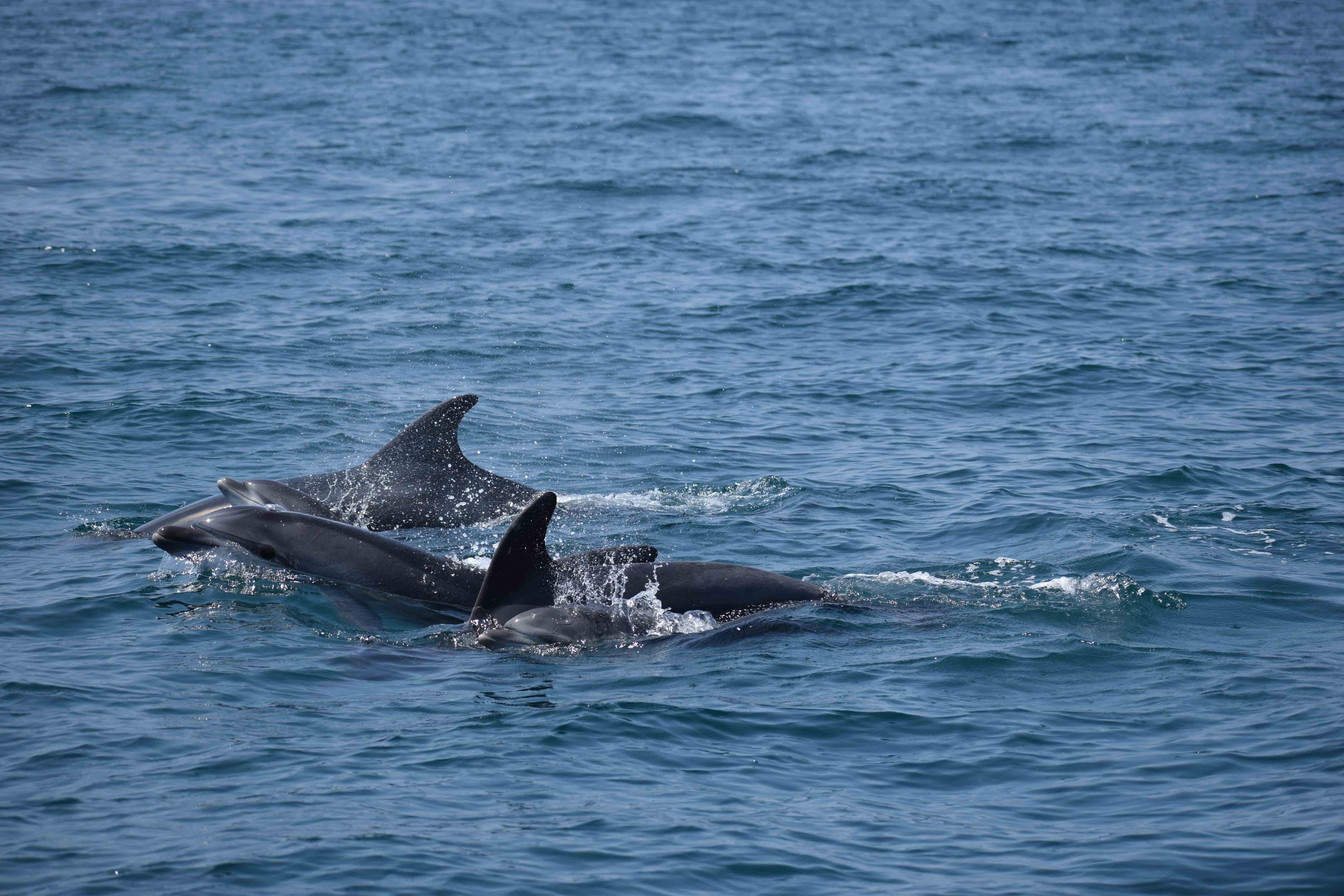 Tursiope Bottlenose dolphin