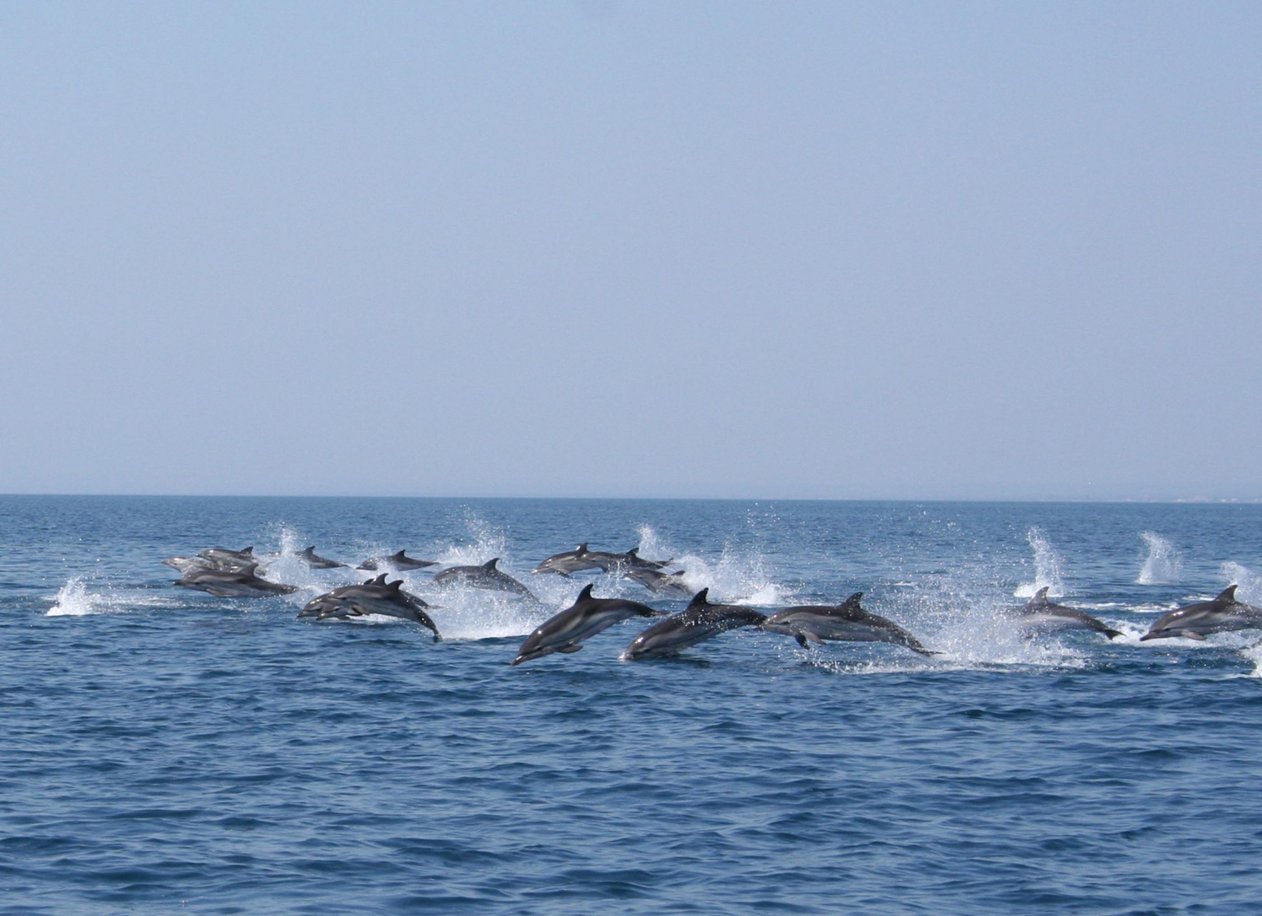 Сочи дельфины море. Черное море Анапа дельфины. Дельфины в черном море Сочи. Абхазия дельфины. Черное море дельфины Чайки Анапа.